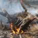 Третий класс пожарной опасности ожидается на большей части Подмосковья до конца недели