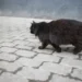 Забивший соседского кота до смерти туляк отделался штрафом