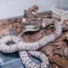 Ловец змей в Индии погиб при попытке похвастаться уловом